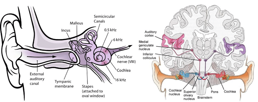 DIAGNOSTIC HEARING ASSESSMENT 1