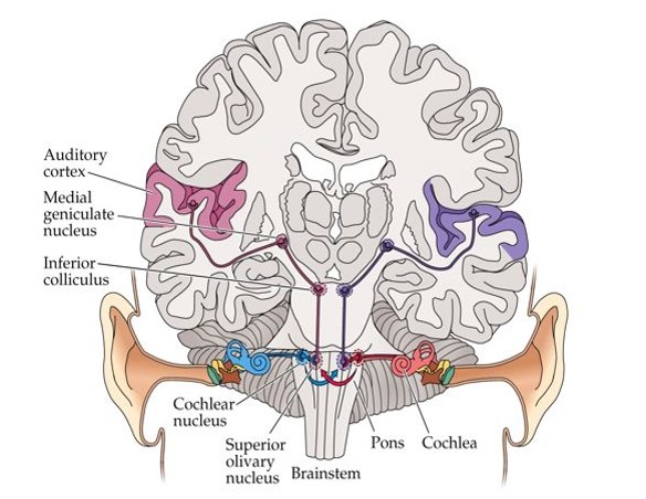Diagnostic Hearing Assessment 1
